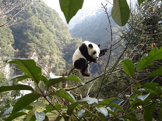 Experts defend releasing tame pandas into the wild ...