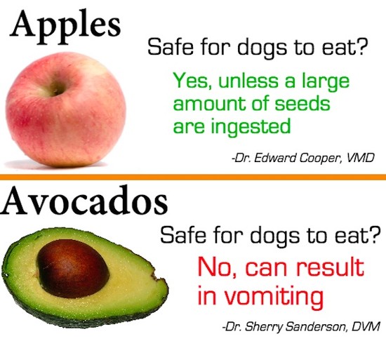 Infographic: Fruits That Are Safe And Unsafe For Your Dog ...