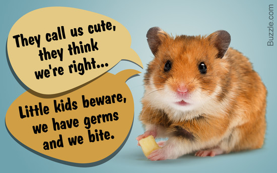 Reasons Why Hamsters Aren't the Best Pets for Children, or ...