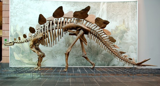 stegosaurus fossil | dinosaur | Pinterest | Fossils ...