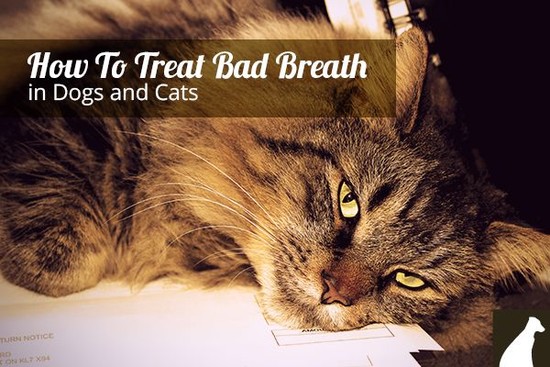 1000+ images about How To Stop Bad Breath on Pinterest ...