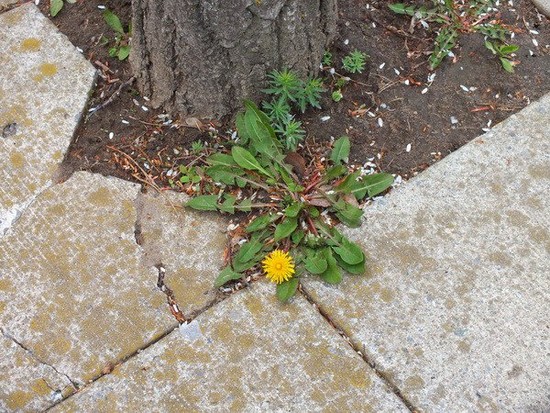 Best Way To Stop Weeds from Growing in a Brick Walkway - us3