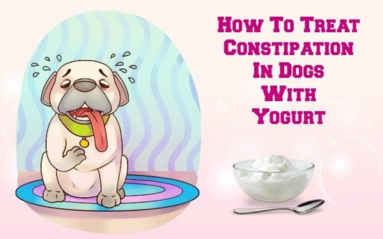 Dog Constipation Relief Home Remedy - Homemade Ftempo