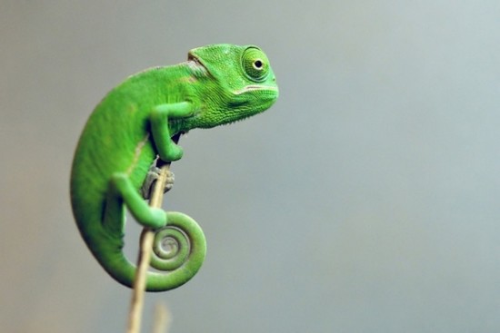 Chameleons: 10 Facts You Probably Need to Learn