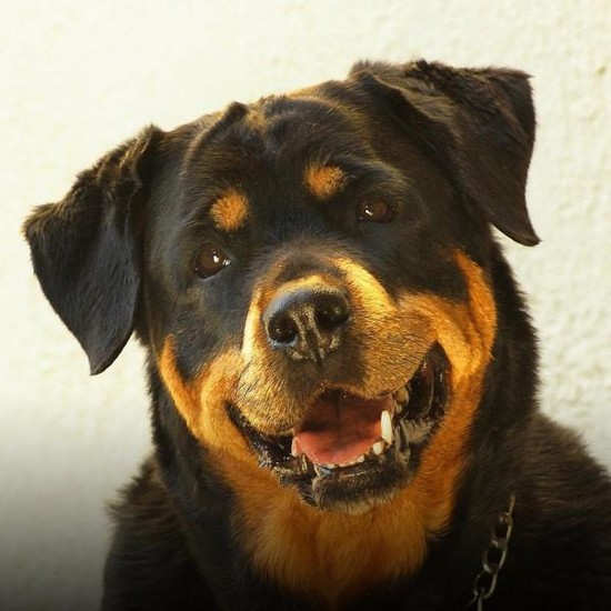 Are Rottweilers Dangerous Dogs?