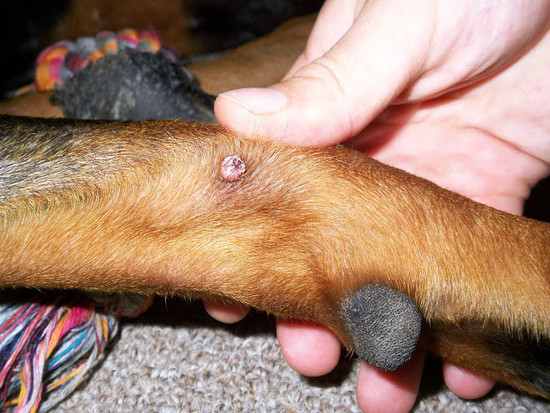 Dog Warts? - Doberman Forum : Doberman Breed Dog Forums