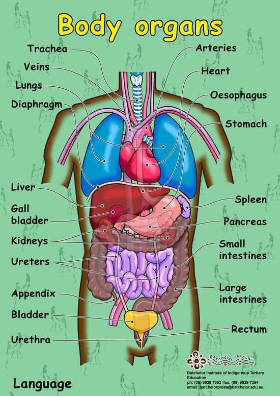 human body showing vital organs Archives - Anatomy Organ