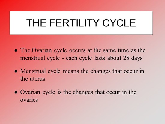Ovaries and the Fertility Cycle - ppt video online download