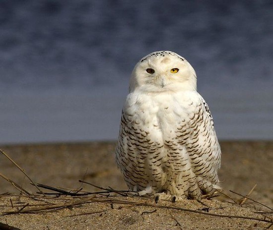 Snowy Owls May Need Protection from Overzealous Humans who ...
