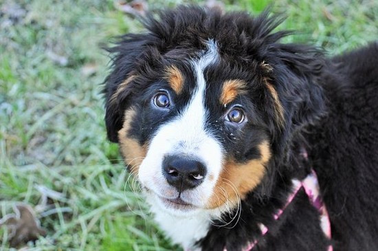 Bernese Mountain Dog Dogs and Puppies | Dog Breed Journal