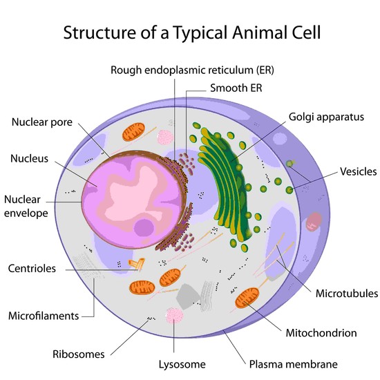 Cell Organelles | Cells, Sells!