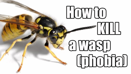 Episode #21 - How to kill a wasp (phobia) - YouTube