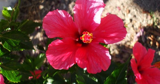 Are hibiscus plants poisonous to dogs? | eHow UK