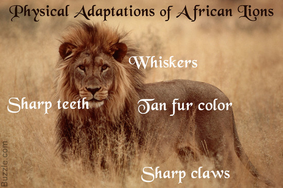 Amazing Physical and Behavioral Adaptations of African Lions
