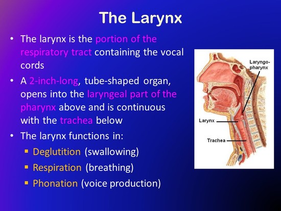 The Larynx The larynx is the portion of the respiratory ...