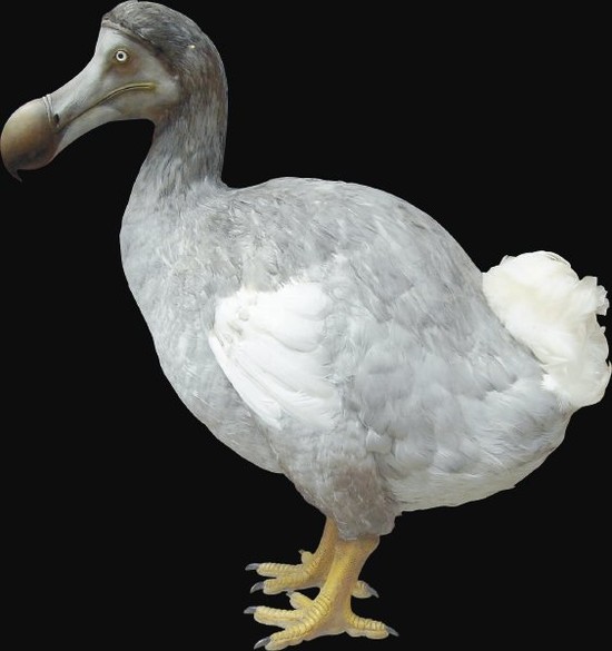 How did the dodo become extinct? | How It Works Magazine