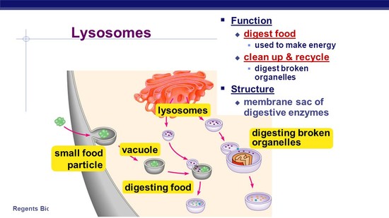 Organelles Organelles do the work of cells - ppt video ...
