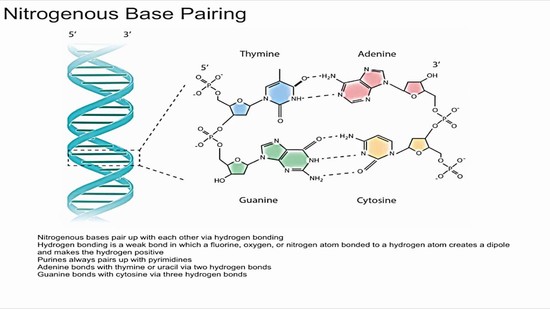 Nitrogenous Base Pairing - YouTube