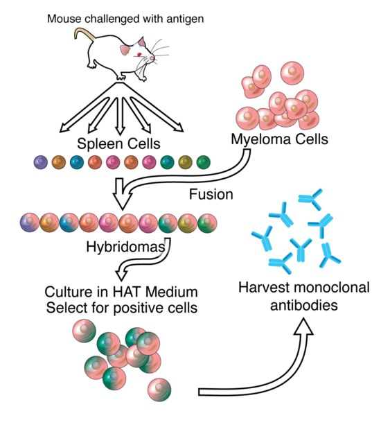 Monoclonal antibody - Wikipedia