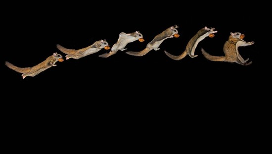 Today we will learn more about flying squirrels , Flying ...