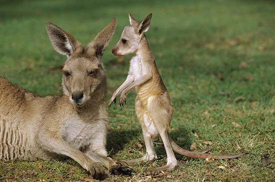 kangaroos-homework 8