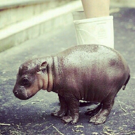 Do you think if I got a baby hippo I can raise it into a ...