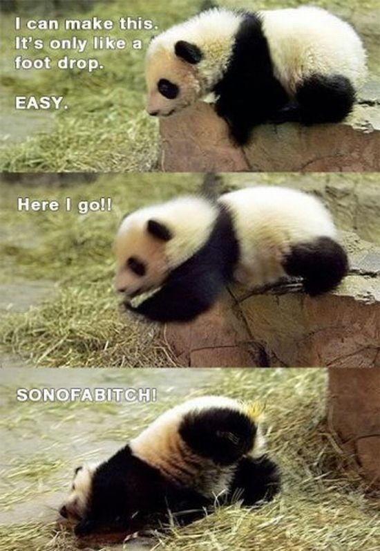 You can do it baby panda. | Too cute, So cute and Bed in