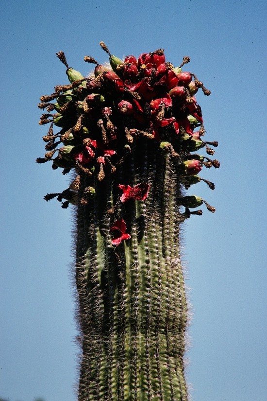 How can one grow two identical cacti? - Quora