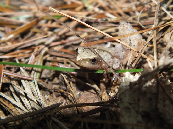 Baby Wood Frog, Wayne | This Baby Wood Frog was hiding in ...