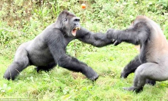 Who would win a fight, Silverback Gorilla vs Panda Bear ...