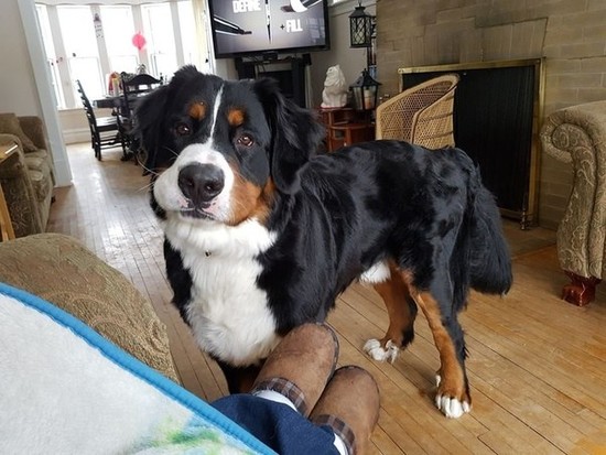 What are some great names for a male Bernese Mountain Dog ...