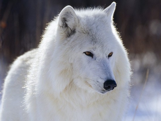 Interesting facts about Arctic wolves | Just Fun Facts