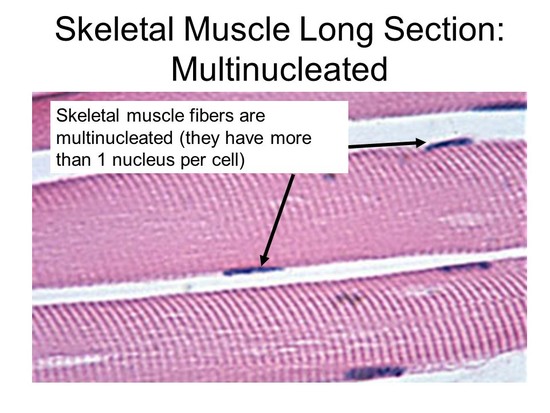 Muscle Histology. - ppt video online download