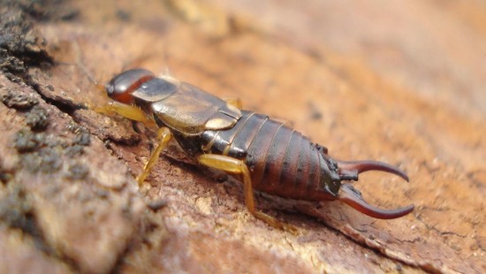 What do earwigs eat? | Reference.com