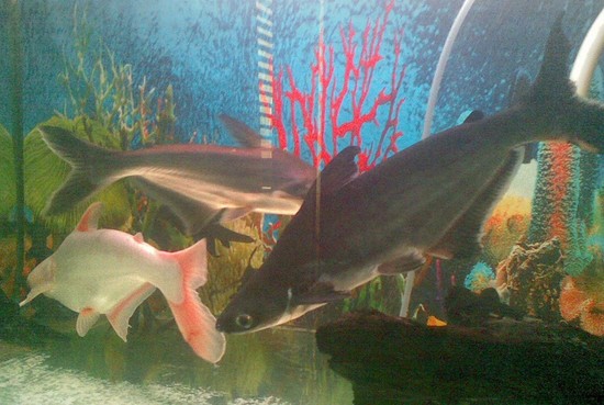 PLANET ANIMALS 2012: Shark Fish - Cute Fish for Pet