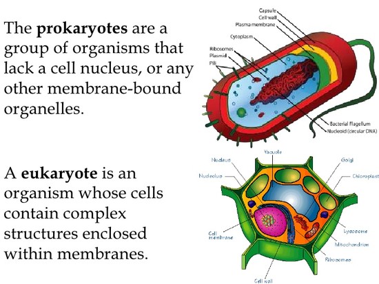 Unit8 prokaryotes eukaryotes