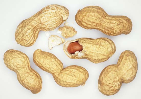 peanut -- Kids Encyclopedia | Children's Homework Help ...