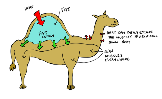 Sketchy Science: A Horse by Committee: Why Camels are ...