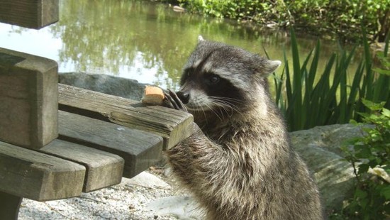 What do raccoons eat in the wild? | Reference.com