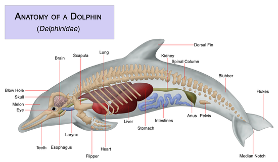 DOLPHIN-FACTS-BLOG: ANATOMY OF A DOLPHIN