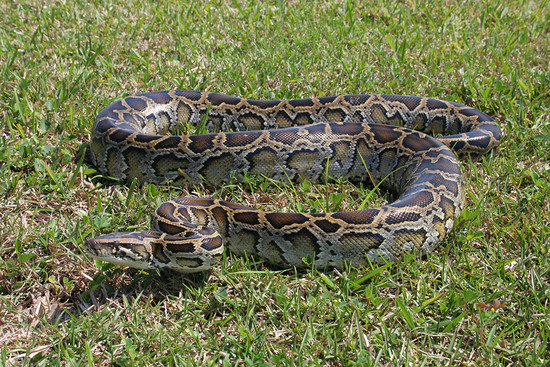 The Burrnese Python in the Everglades - Miami Tours ...
