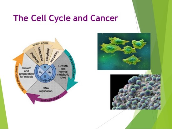The cell cycle and cancer