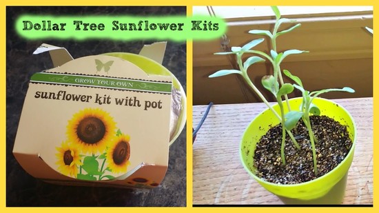 Dollar Tree Sunflower Seed Kits; Do They Grow? - YouTube
