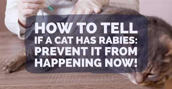 How to tell if a Cat Has Rabies: Prevent It From Happening ...