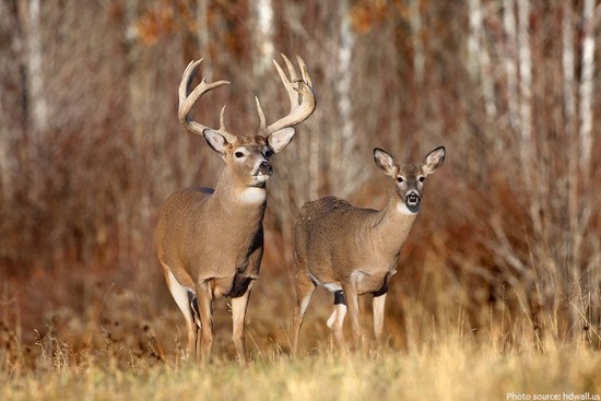 Interesting facts about white-tailed deer | Just Fun Facts