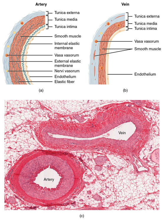 20.1 Structure and Function of Blood Vessels – Anatomy and ...