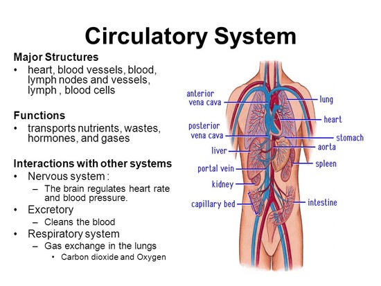 Human Body Systems. - ppt video online download