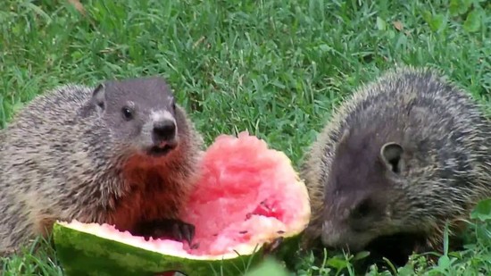 Groundhogs eating Watermelon - YouTube