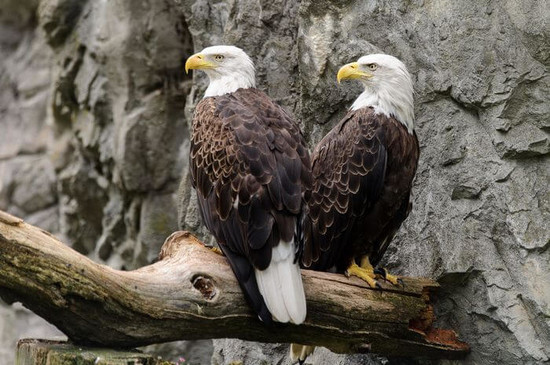 How Do Bald Eagles Mate and Reproduce? - Joy of Animals