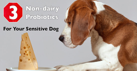 Top 3 Non-Dairy Probiotics For Your Dog